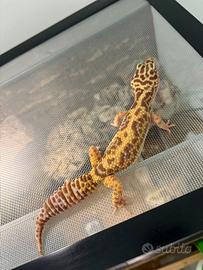 Terrario più gechi Leopardi no