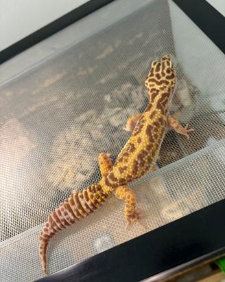 Terrario più gechi Leopardi no