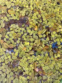 Salvinia natans - Pianta acquario o laghetto