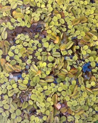 Salvinia natans - Pianta acquario o laghetto
