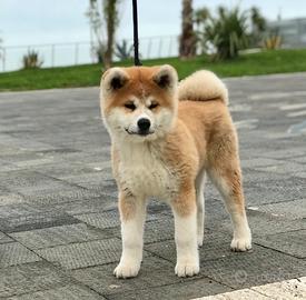 Akita cucciolo