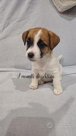 Cuccioli di Jack russell terrier con pedigree