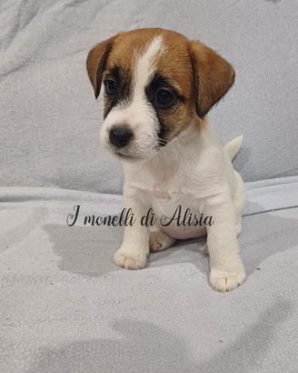 Cuccioli di Jack russell terrier con pedigree