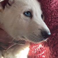 Cucciolo di cane lupo