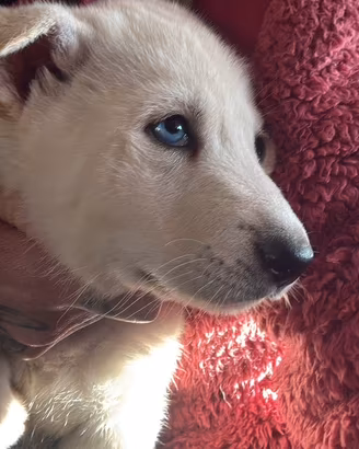 Cucciolo di cane lupo