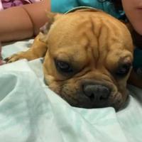 Bulldog francese ed anche un incrocio bordercollie