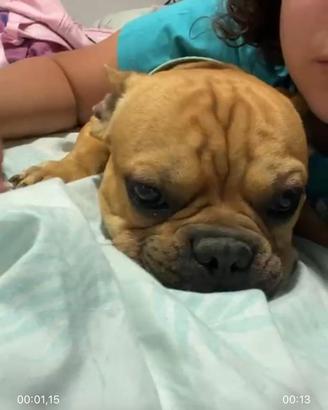 Bulldog francese ed anche un incrocio bordercollie