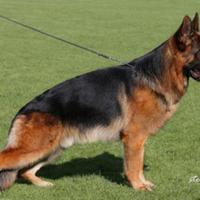 Regalasi pastore tedesco