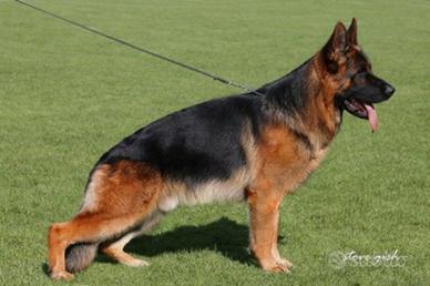 Regalasi pastore tedesco