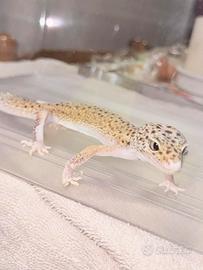 Geco Leopardino