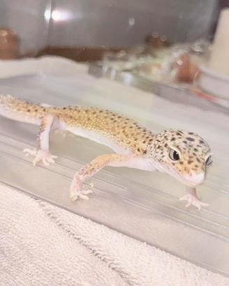 Geco Leopardino