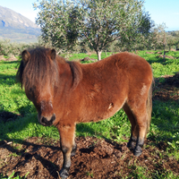 Pony falabella