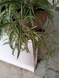 pianta ragno