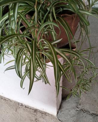 pianta ragno