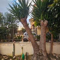 yucca 