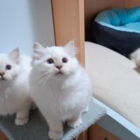 Cucciolo Gatto Sacro di Birmania