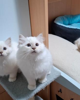 Cucciolo Gatto Sacro di Birmania