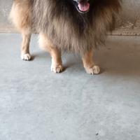 Pino: volpino di Pomerania puro