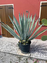 Agave Americana