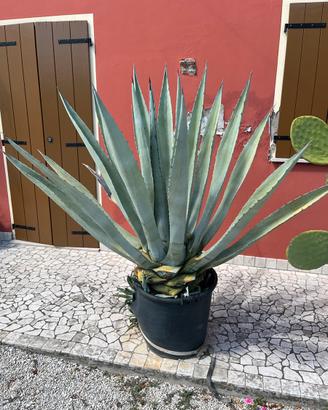 Agave Americana