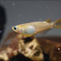 MEDAKA. Pesce delle risaie. Laghetto
