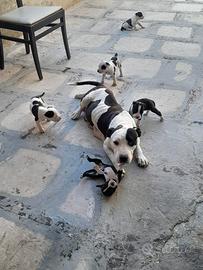 Amstaff