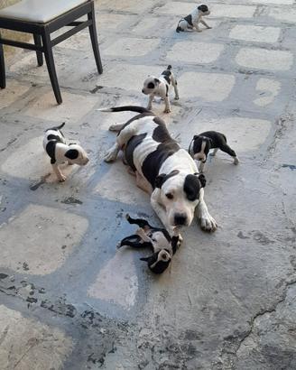 Amstaff