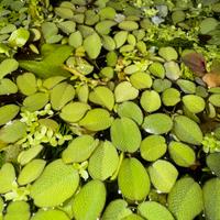 Salvinia Natans