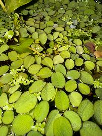 Salvinia Natans