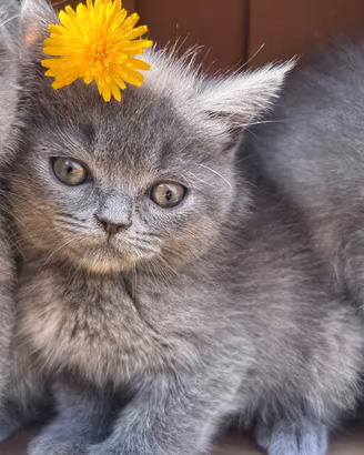 Gattini Scottish Fold e Straight