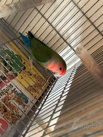 Inseparabile femmina