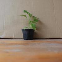 piantini di melanzane 