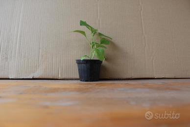 piantini di melanzane 