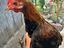 Immagine 4