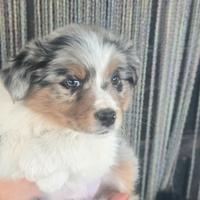 Australian sheperd dog