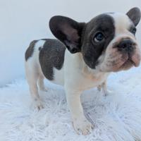 Bulldog francese merle