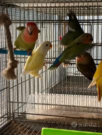 Inseparabili Agapornis Roseicollis