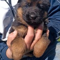 Cuccioli pastore tedesco