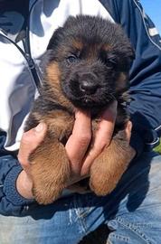 Cuccioli pastore tedesco
