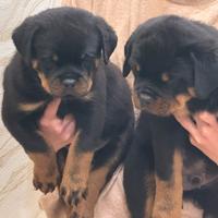 Rottweiler cuccioli