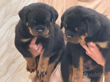 Rottweiler cuccioli