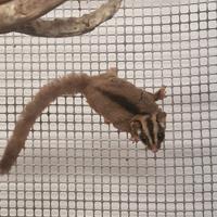 Perauri dello zucchero