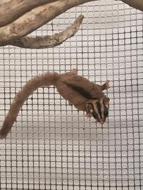 Perauri dello zucchero