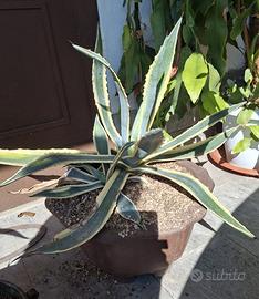 piante di vari tipi