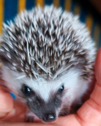 Riccio africano albiventrix