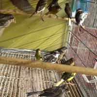 CANARINI DA BALIA Selezionati