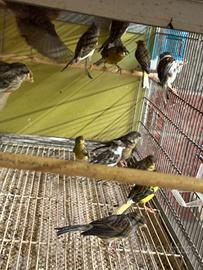 CANARINI DA BALIA Selezionati