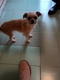 Chihuahua