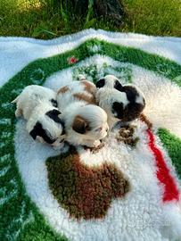 Cuccioli di shih-tzu