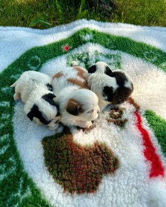 Cuccioli di shih-tzu